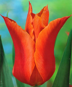 Тюльпан Ballerina, 2 шт