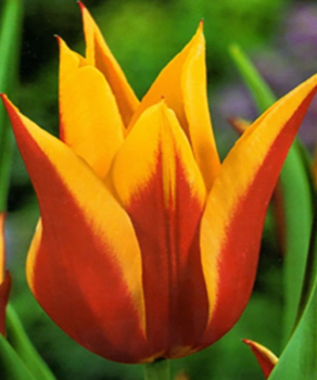 Тюльпан Synaede King, 2 шт