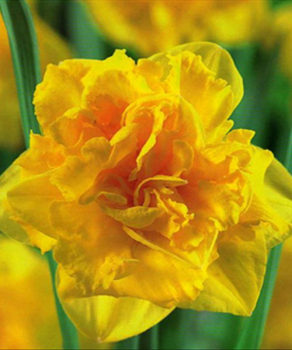 Нарцисс Dick Wilden