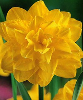 Нарцис Golden Ducat