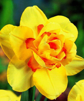 Нарцис Tahitii