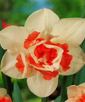 Нарцис Replete