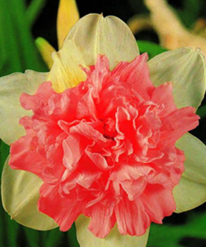 Нарцис Rosy Cloud