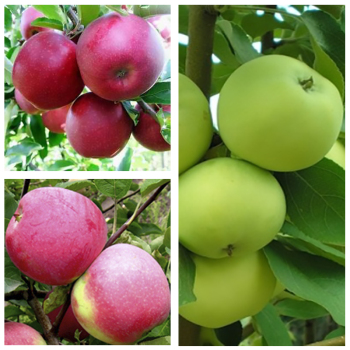 Яблоня дерево сад (Белый налив + Слава Победителей + Эра)