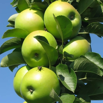 Яблуня колоновидна Піонер
