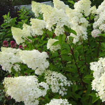 Гортензия Тардива (Tardiva)