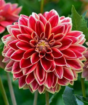 Жоржина Maxime