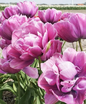 Тюльпан Роузі Даймонд (Rosy Diamond), 2 шт