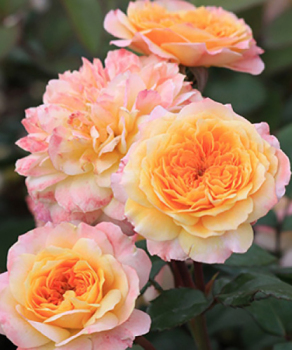 Роза парковая Жорж Данжан (Georges Denjean)