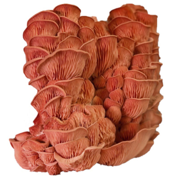 Грибний блок Глива рожева