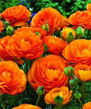 Лютики Orange, 5 шт