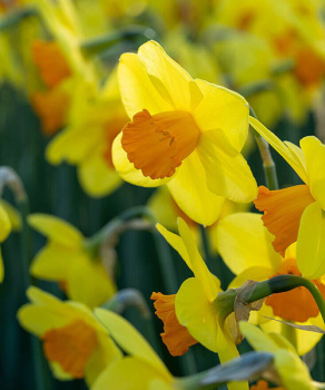 Нарцис Естремадура (Estremadura)