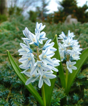 Пушкиния Сцилоидес Либанотика (Scilloides var. libanotica), 5 шт