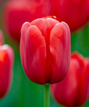 Тюльпан Инвейдер (Invader), 2 шт