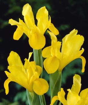 Ірис Hollandica Royal Yellow, 5 шт