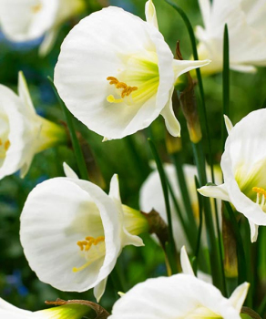 Нарцис Вайт Петтікот (White Petticoat)