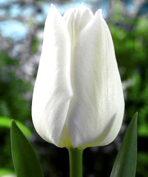 Тюльпан White Dream, 2 шт