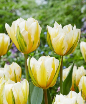 Тюльпан Свит Волли (Sweet Valley), 2 шт