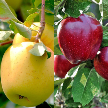 Яблуня дерево сад (Ред Чіф + Голден Резистент)