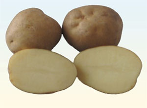Картопля насіннева Традиція 1 кг