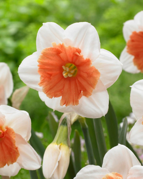 Нарцис Райєт (Riot)