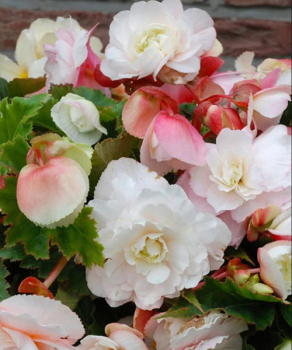 Бегония Parfum Pastel White (с ароматом)