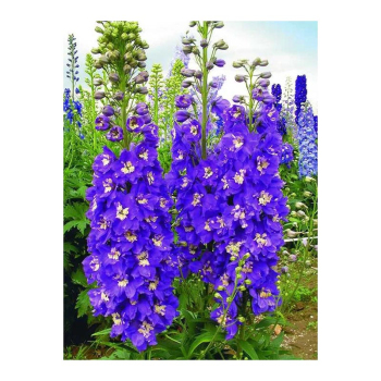 Дельфиниум Король Артур 0.1 гр, Агропакгруп