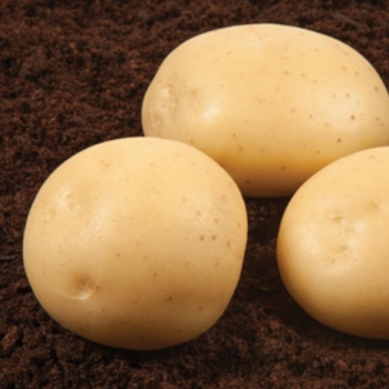 Картопля насіннева Фанданго 1 кг
