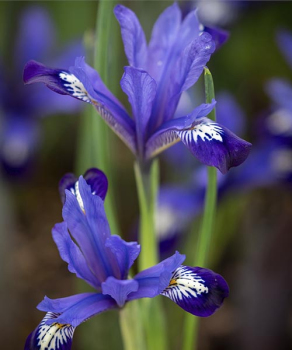 Ирис Ретикулата Фабиола (Reticulata Fabiola), 5 шт