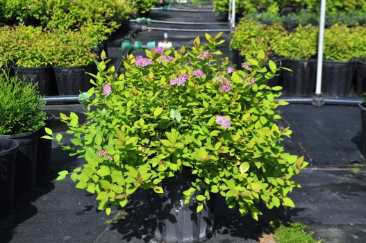 Спирея японская Голден Принцесс (С3)