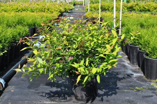 Спирея японская Голдфлейм (С3)