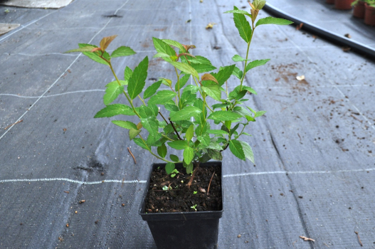 Спирея японская Энтони Ватерер (Р9)