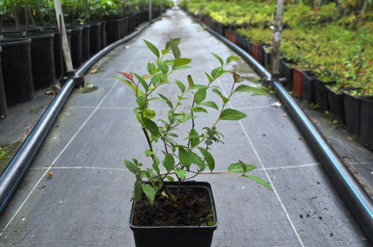 Спирея японская Широбана (Р9)