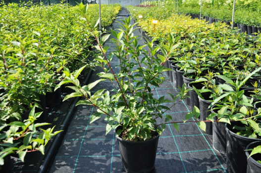 Форзиция корейская Камсон (С3)