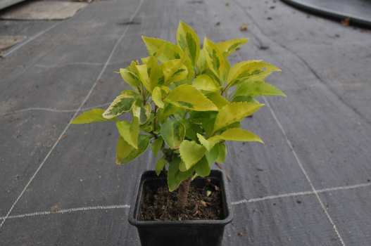 Форзиция средняя Вариегата (Р9)