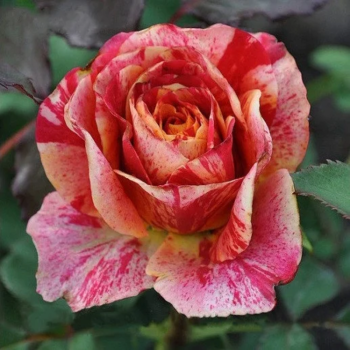 Троянда чайно-гібридна Файер Крек (Fire Crack)