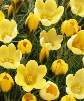 Крокус Голдилокс (Goldilocks), 5 шт