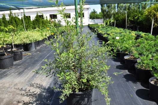 Спирея серая Грефшейм (С3)