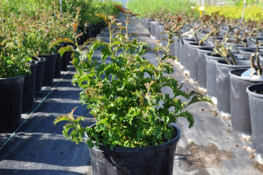 Спирея японская Криспа (С3)