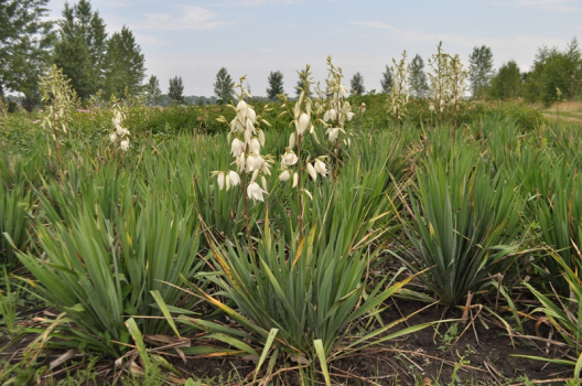 Юкка нитчатая (С3)