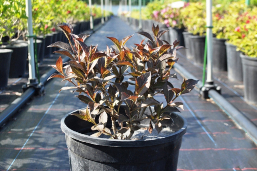 Вейгела цветущая Нана Пурпуреа (С3)