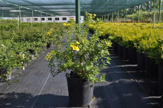 Лапчатка Голдфингер (Р9)