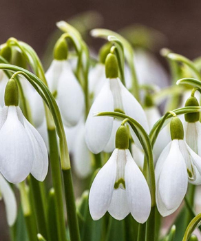 Подснежник Воронова (Woronowii), 5 шт