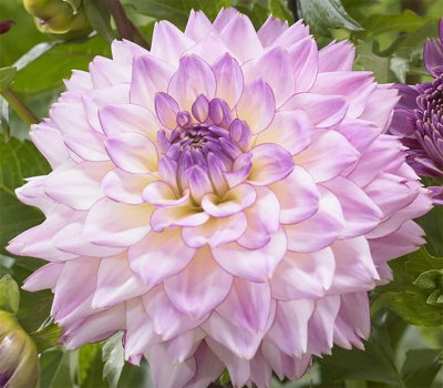 Жоржина Colorfull investment