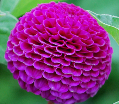 Жоржина Rocco