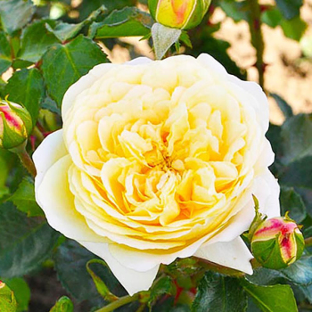 Троянда флорібунда Лемон Ваза (Lemon Vaza)