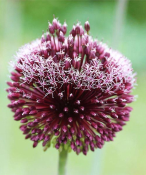 Аллиум Форлок (Forelock)