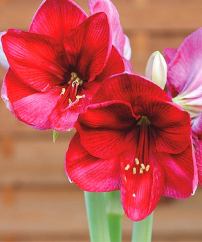 Гіппеаструм Лілак Фаворіт (Lilac Favourite)