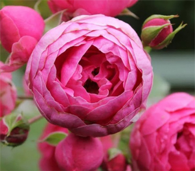 Троянда флорібунда Помпонелла (Pomponella)