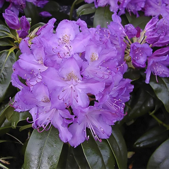 Рододендрон Catawbiense Grandiflorum, 1 год